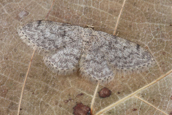 Idaea typicata: Bild 16