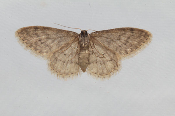 Idaea typicata: Bild 19