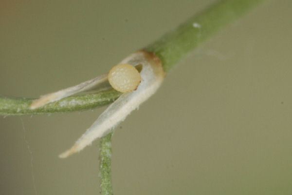 Idaea typicata: Bild 3