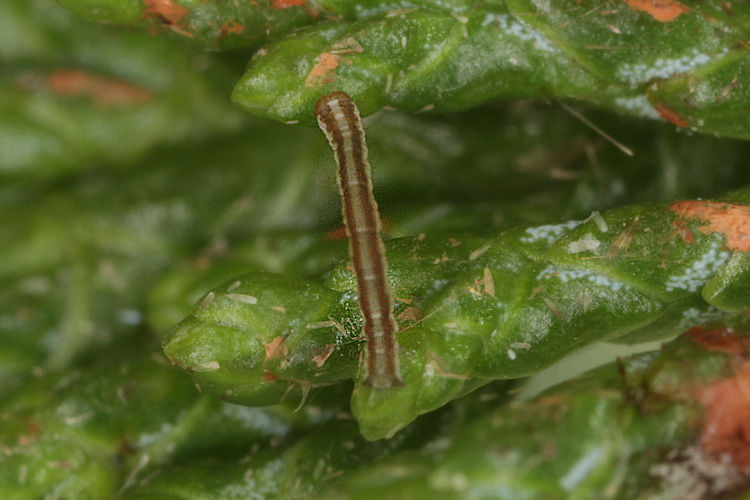 Peribatodes perversaria: Bild 2