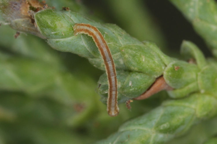 Peribatodes perversaria: Bild 4