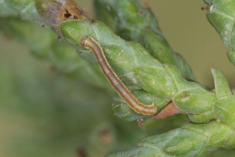 Peribatodes perversaria: Bild 6