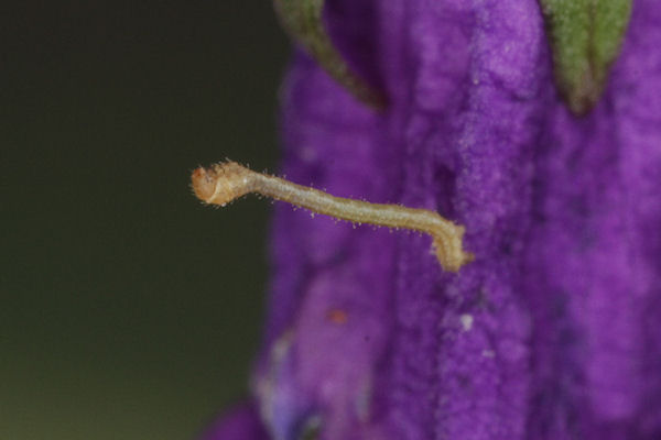 Eupithecia impurata: Bild 15