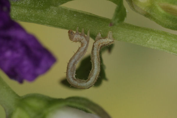 Eupithecia impurata: Bild 24