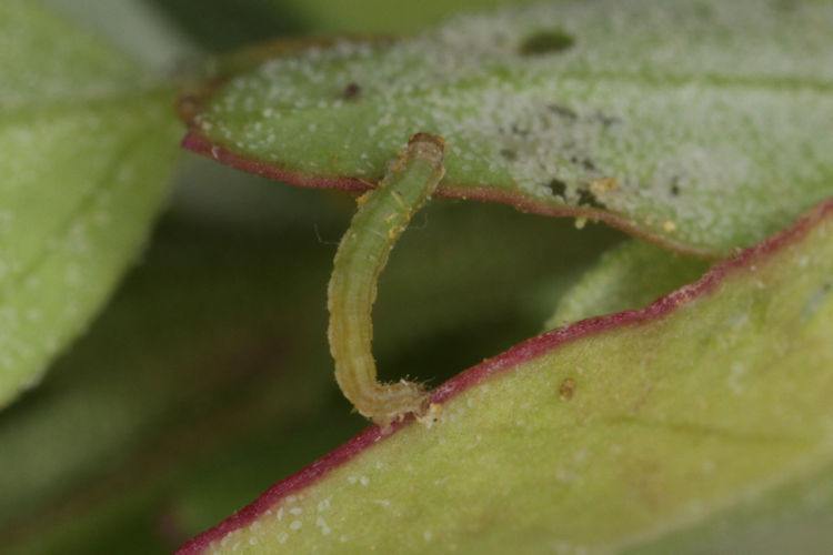 Crocota pseudotinctaria: Bild 10