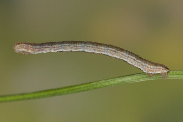 Eupithecia impurata: Bild 25