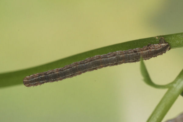 Eupithecia impurata: Bild 27