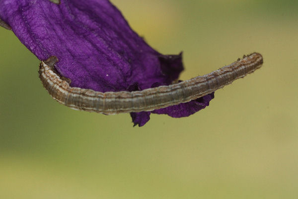 Eupithecia impurata: Bild 29