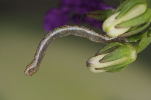 Eupithecia impurata: Bild 30