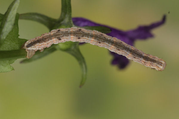 Eupithecia impurata: Bild 33