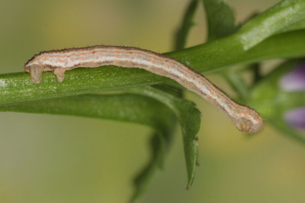 Eupithecia impurata: Bild 35