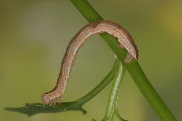 Eupithecia impurata: Bild 36