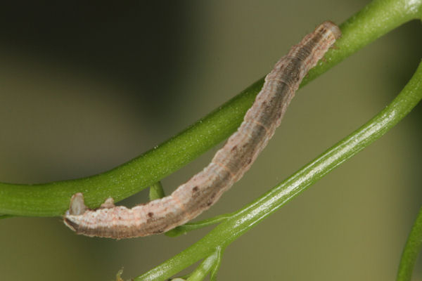 Eupithecia impurata: Bild 39
