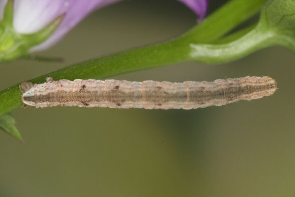 Eupithecia impurata: Bild 41