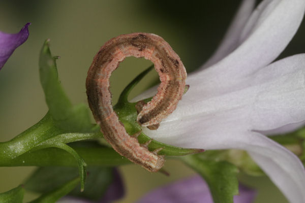 Eupithecia impurata: Bild 44