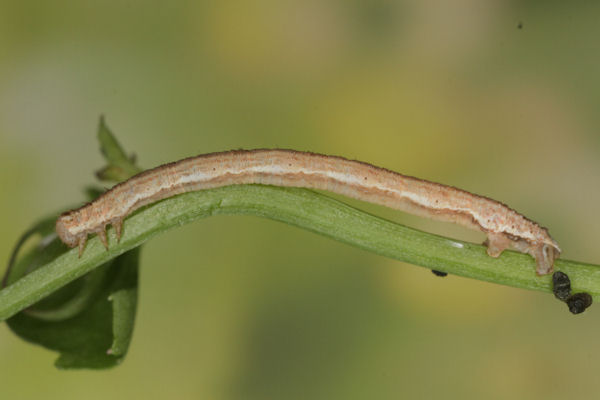 Eupithecia impurata: Bild 47