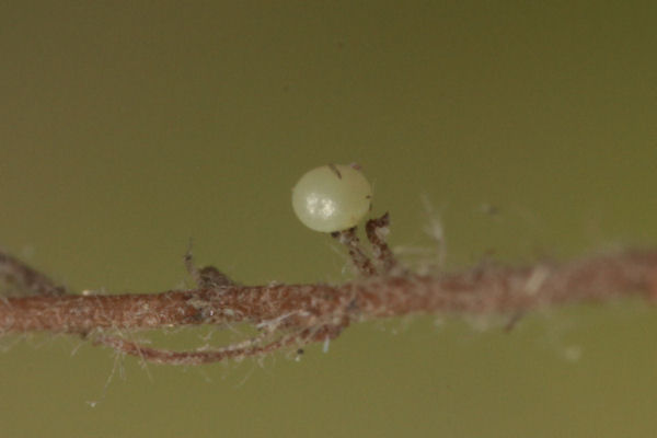 Entephria flavicinctata: Bild 1