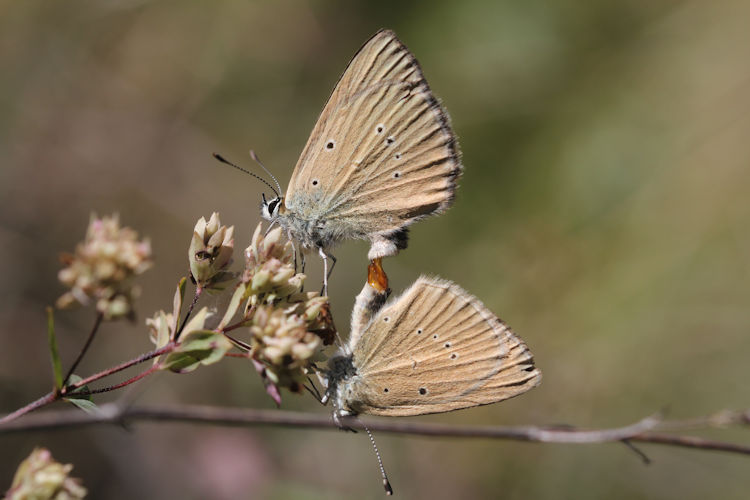 Polyommatus humedasae: Bild 4