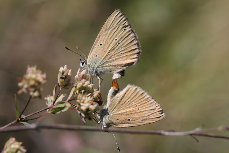 Polyommatus humedasae: Bild 2