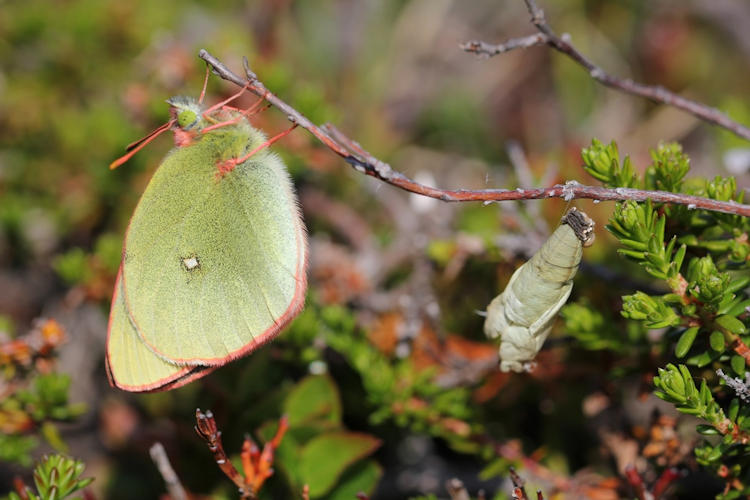 Colias palaeno: Bild 1