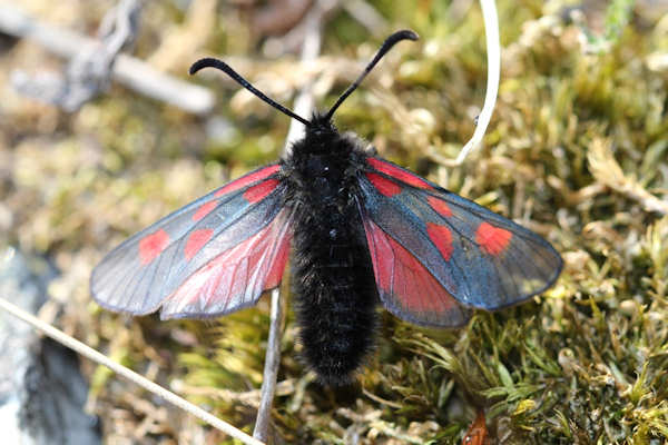 Zygaena exulans: Bild 10