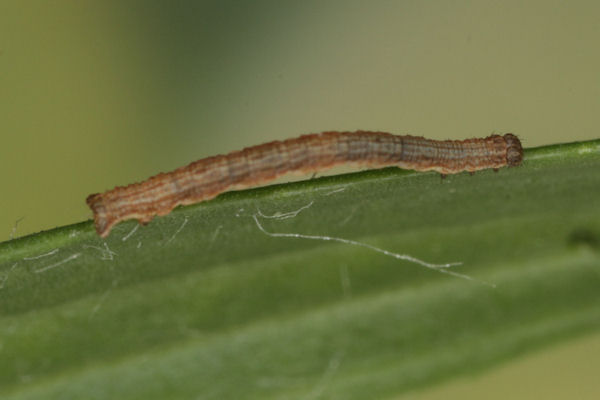Xanthorhoe decoloraria: Bild 11