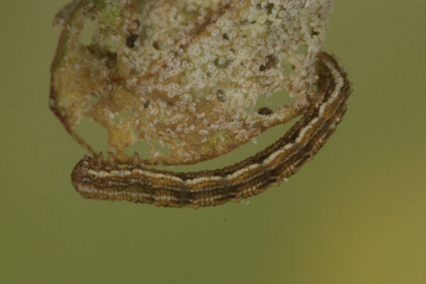 Crocota pseudotinctaria: Bild 13