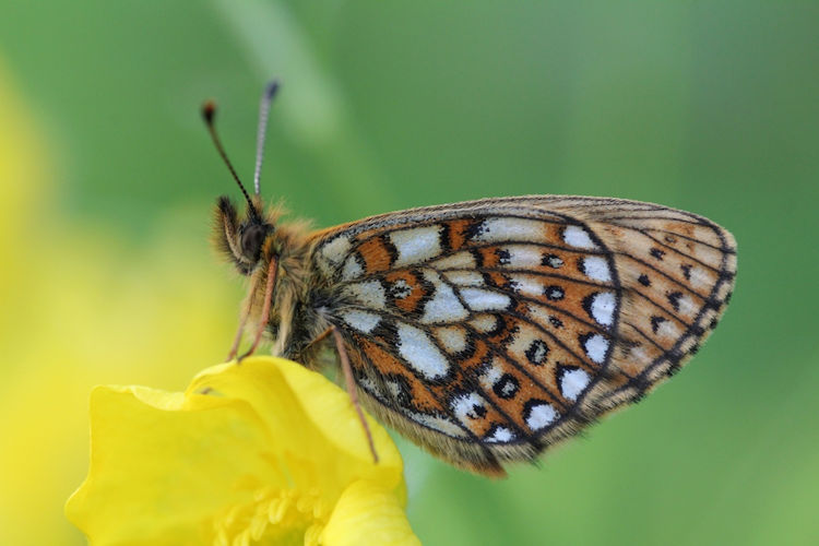 Boloria eunomia: Bild 8