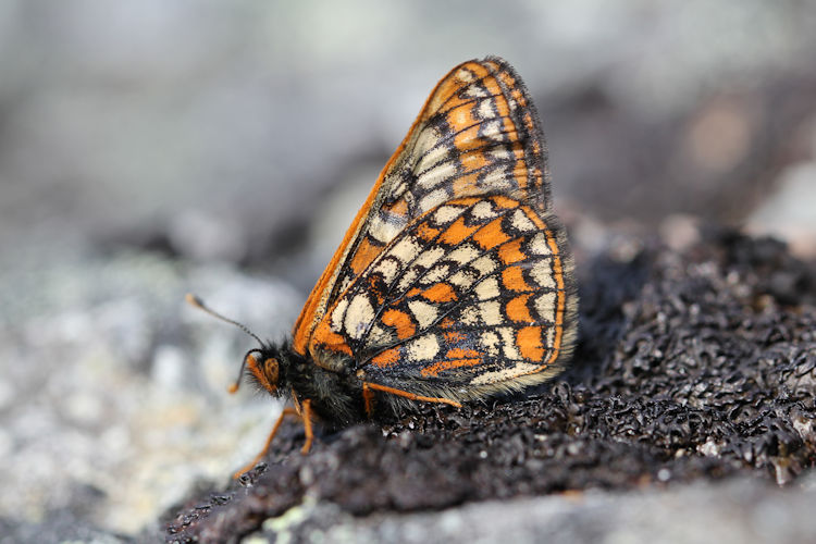 Euphydryas iduna: Bild 3