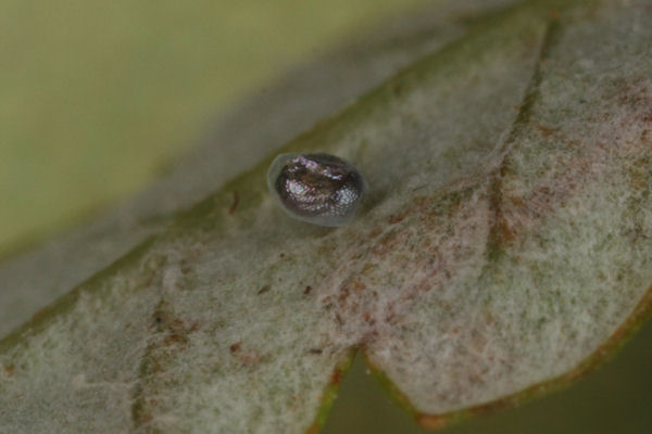Entephria flavata: Bild 1