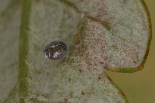 Entephria flavata: Bild 2