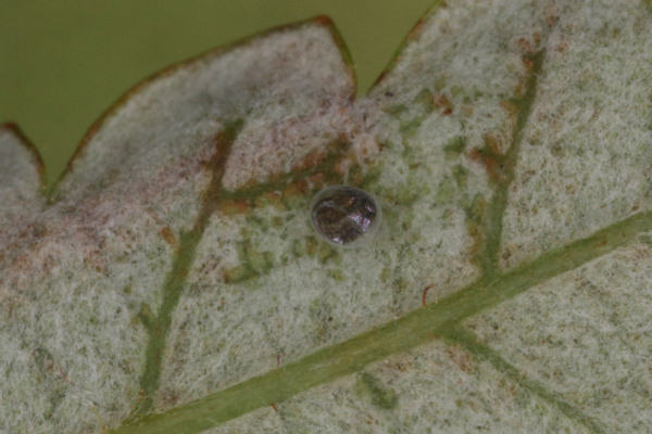 Entephria flavata: Bild 3