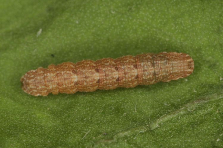 Scrupeodes serotinaria: Bild 2