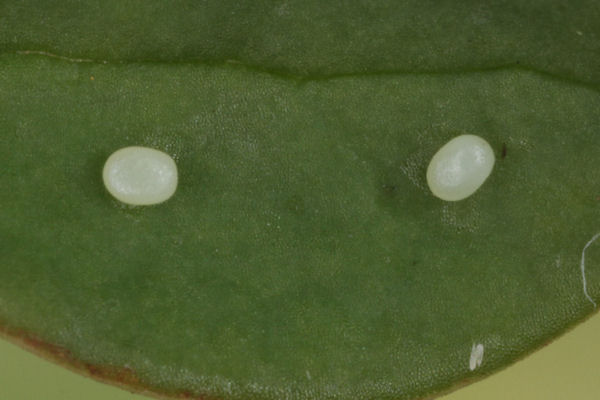 Pareulype berberata sineliturata: Bild 1