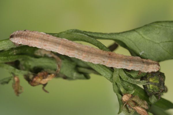 Eupithecia impurata: Bild 48