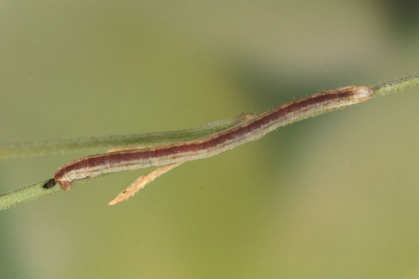 Eupithecia gemellata: Bild 26