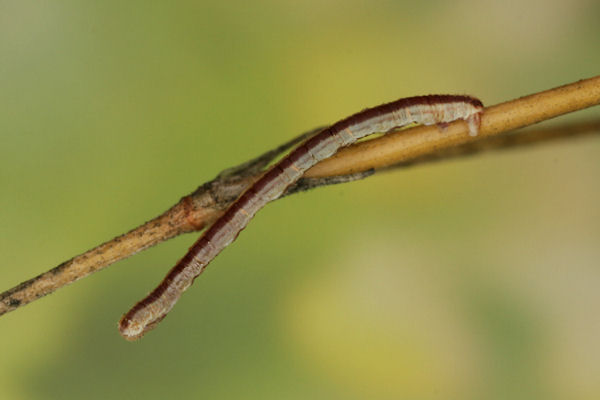 Eupithecia gemellata: Bild 29