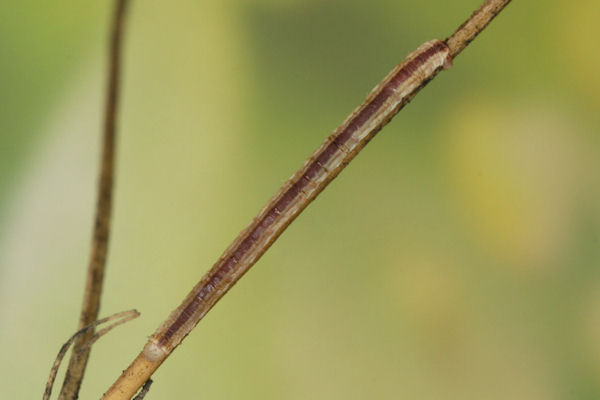 Eupithecia gemellata: Bild 33