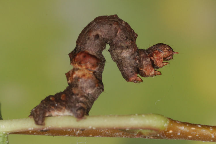 Selenia tetralunaria: Bild 14