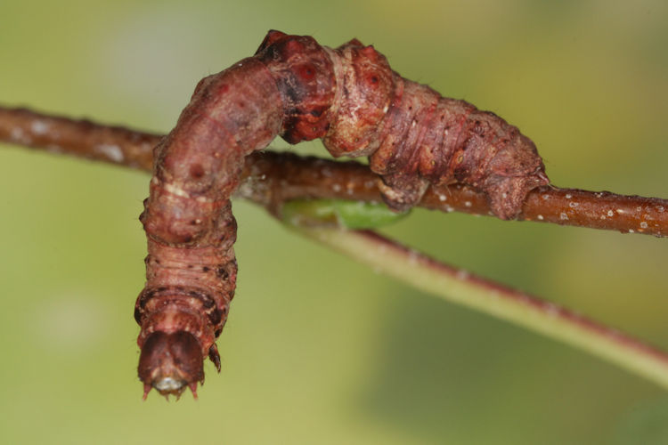 Selenia tetralunaria: Bild 15