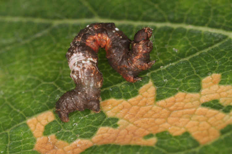 Selenia tetralunaria: Bild 8