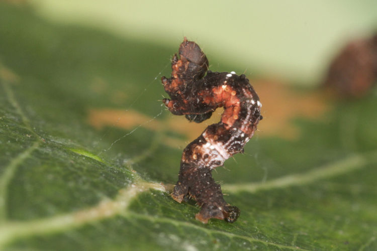 Selenia tetralunaria: Bild 9