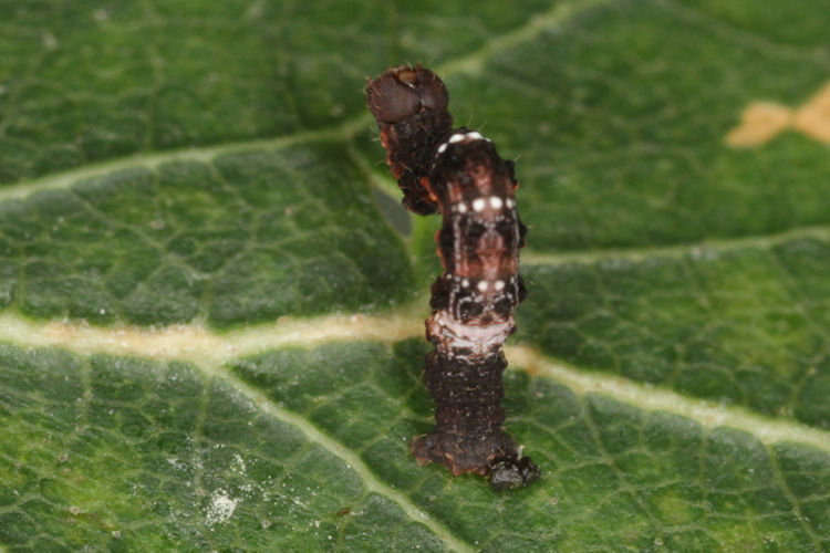 Selenia tetralunaria: Bild 10