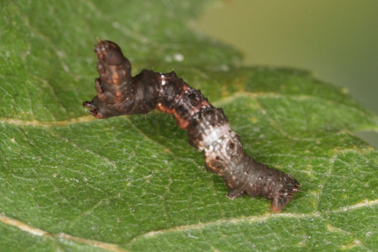 Selenia tetralunaria: Bild 12