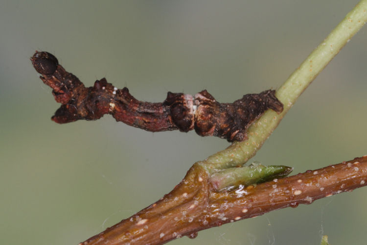 Selenia tetralunaria: Bild 13