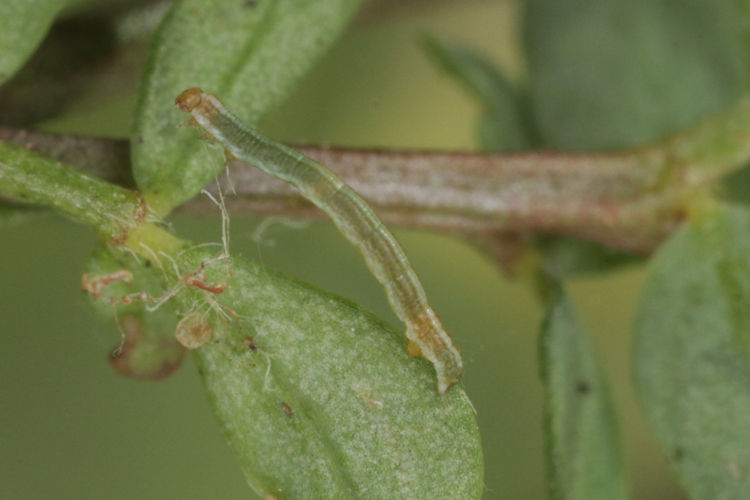 Ematurga atomaria: Bild 5
