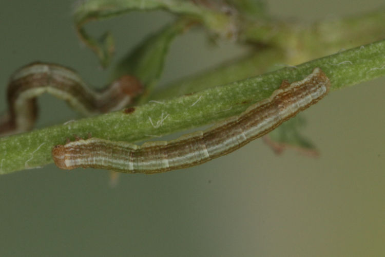 Ematurga atomaria: Bild 7