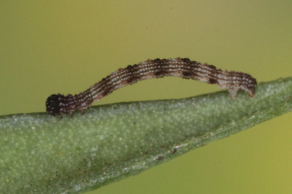 Idaea typicata: Bild 12