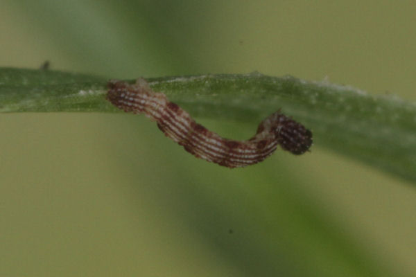 Idaea typicata: Bild 14