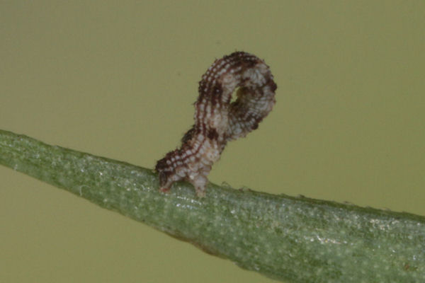 Idaea typicata: Bild 15